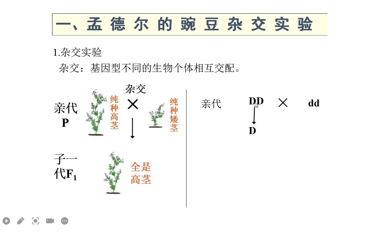 基因的显性和隐性知识点哔哩哔哩bilibili