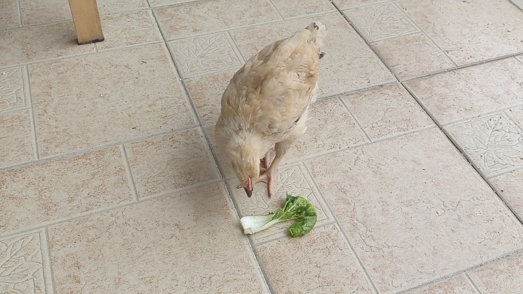 小鸡学会吃菜了