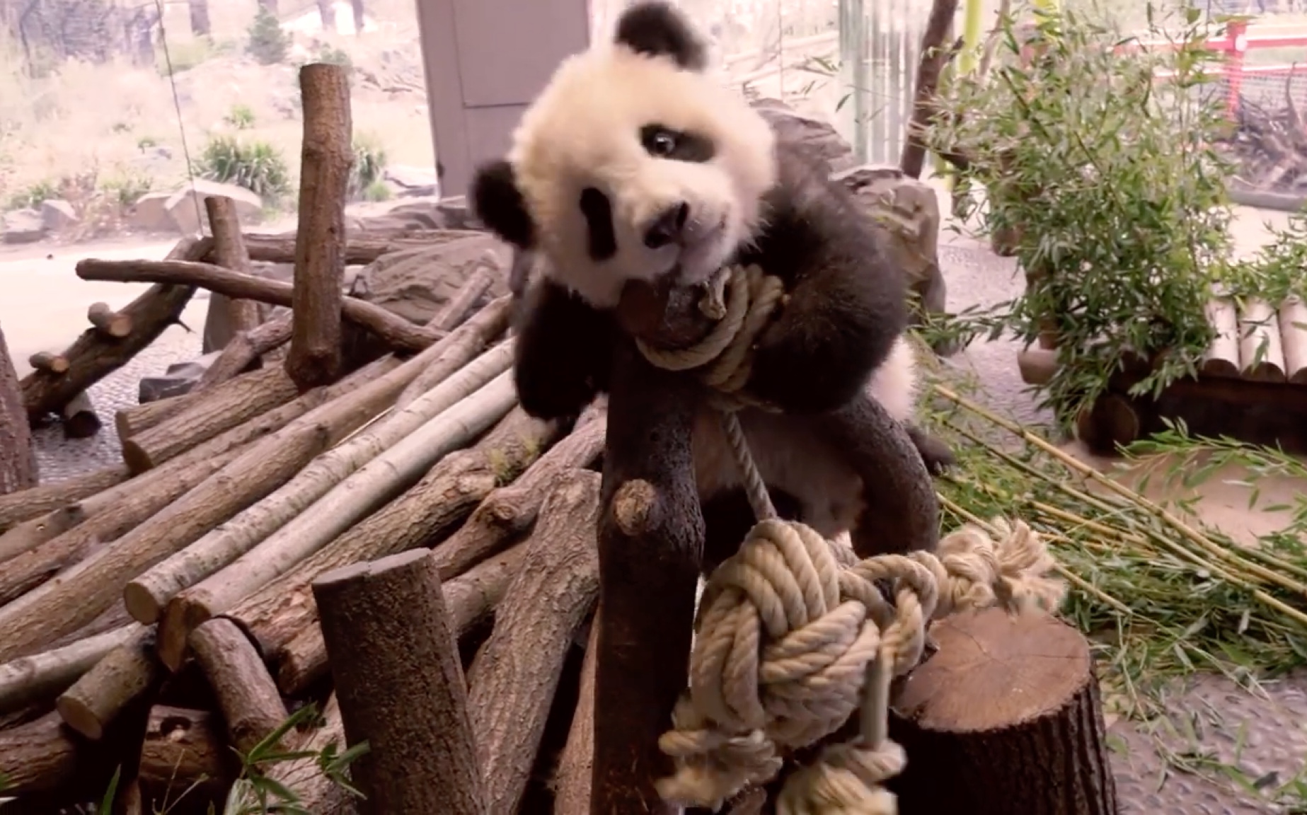 大熊猫梦圆×梦想# 【德国柏林动物园】梦圆的歪头杀
