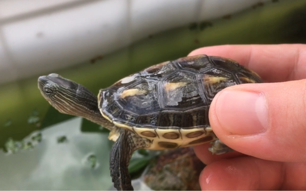 平民养龟玩家的养龟乐趣