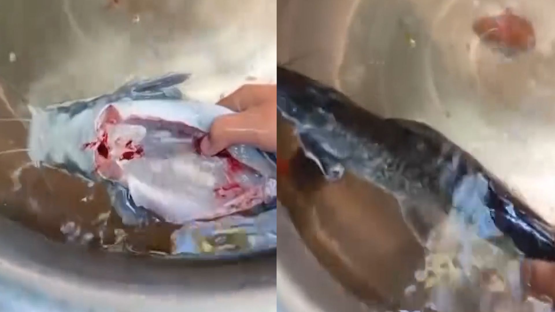 女子买鲶鱼回家做饭吃,剖开鱼肚掏空内脏,放水里一看却不淡定了