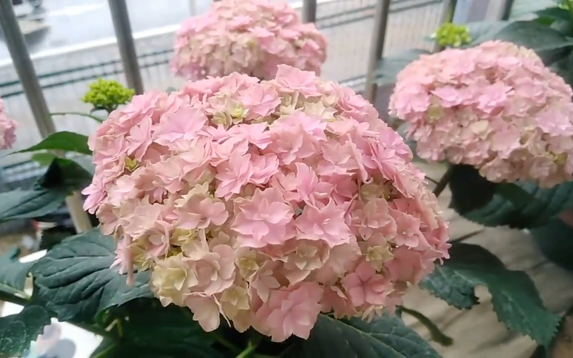 银河绣球_哔哩哔哩_bilibili