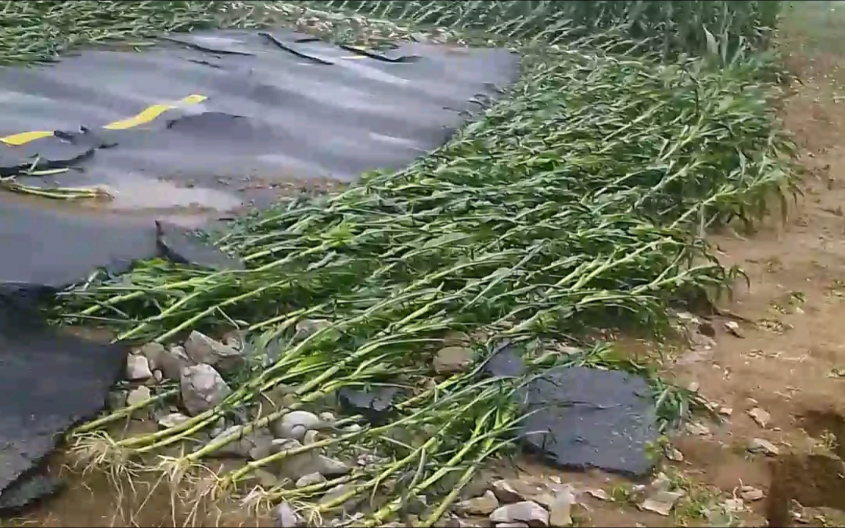 【第三视角】2024年07月07日的一场大暴雨,我家附近的部分玉米地被淹