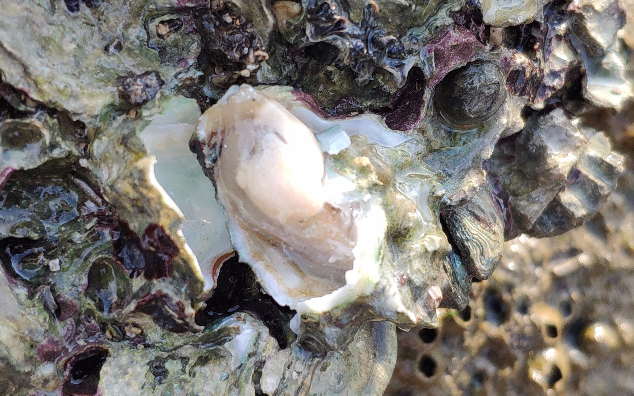 海角视频:住在海边真幸福!想吃海鲜生蚝自己去海里撬,一片海都是免费的哔哩哔哩bilibili