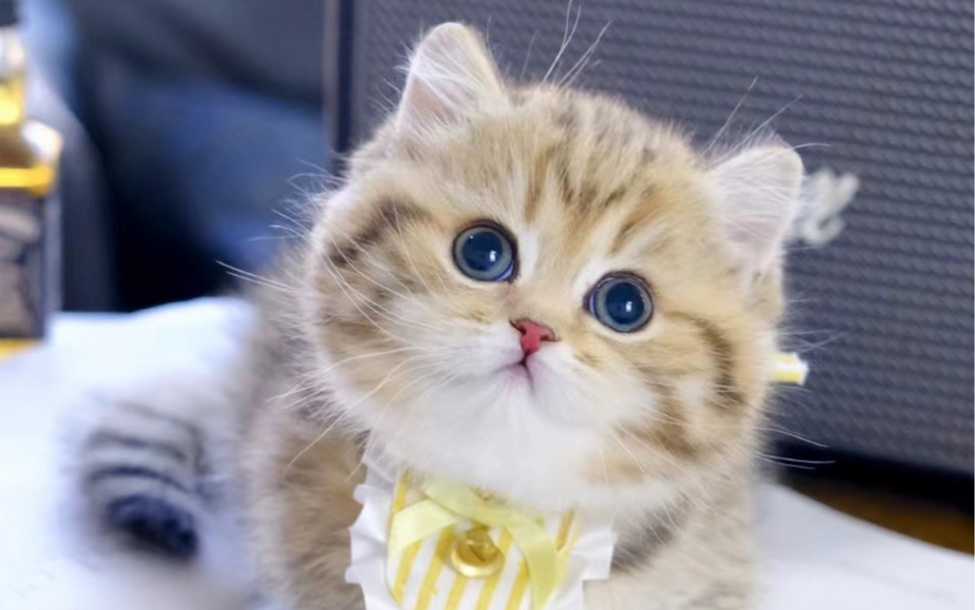 精品金虎斑曼基康矮脚妹妹 好圆润呀～～ 金虎虎宝贝～圆脑袋小脑斧贴