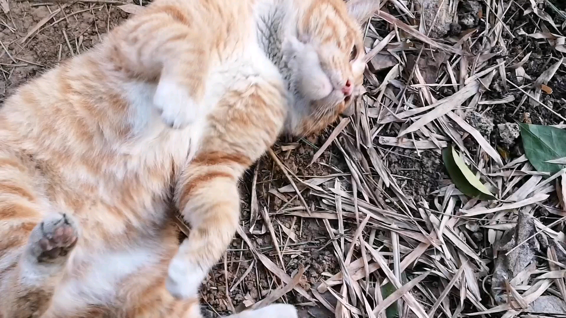 帮橘猫挠痒痒(●—●)