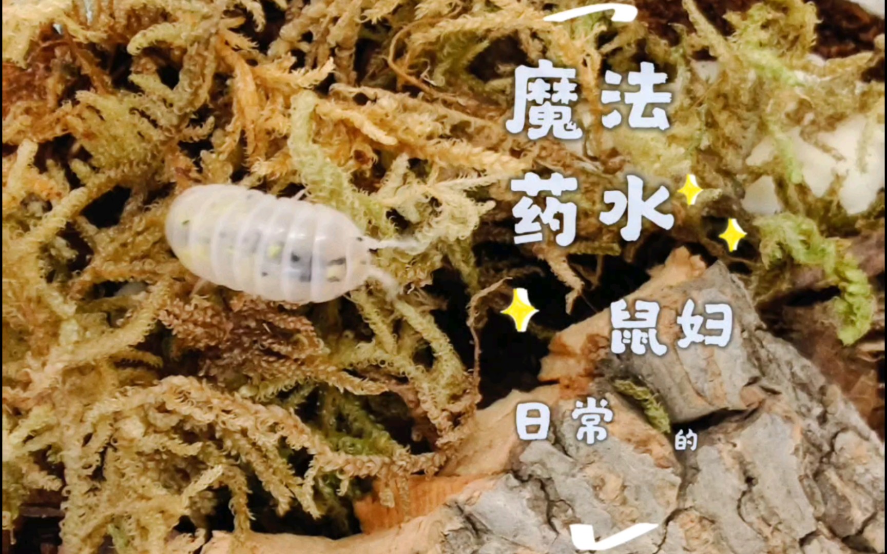 这是什么神奇的爬宠~~魔法药水鼠妇