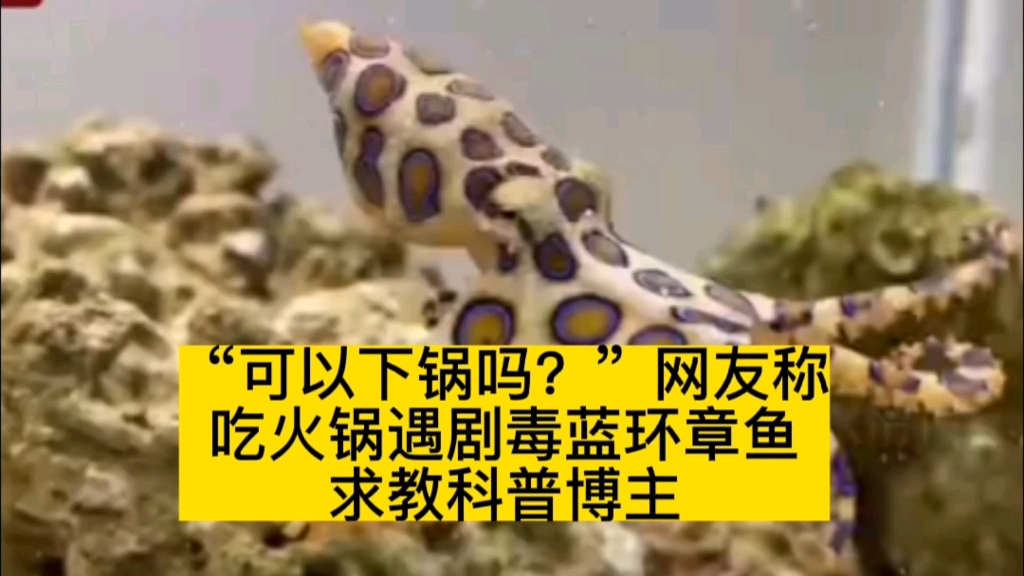 "可以下锅吗?"网友称吃火锅遇剧毒蓝环章鱼求教科普博主