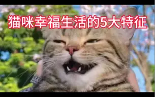 Download Video: 猫咪幸福生活的5大特征