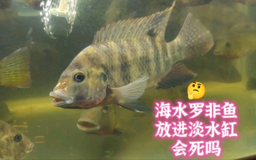 把海鱼扔进淡水鱼缸里混养能活吗?或者是其它鱼还能活吗?海罗非鱼哔哩哔哩bilibili