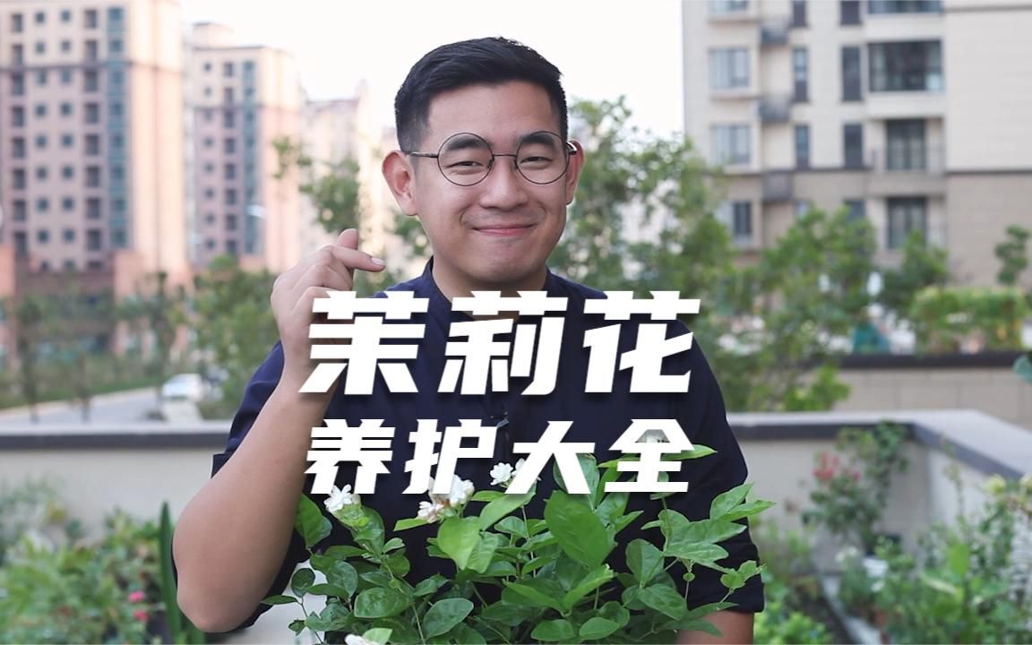 [图]园艺师教你茉莉花怎么养，这可能是关于茉莉花，最全面的教程了