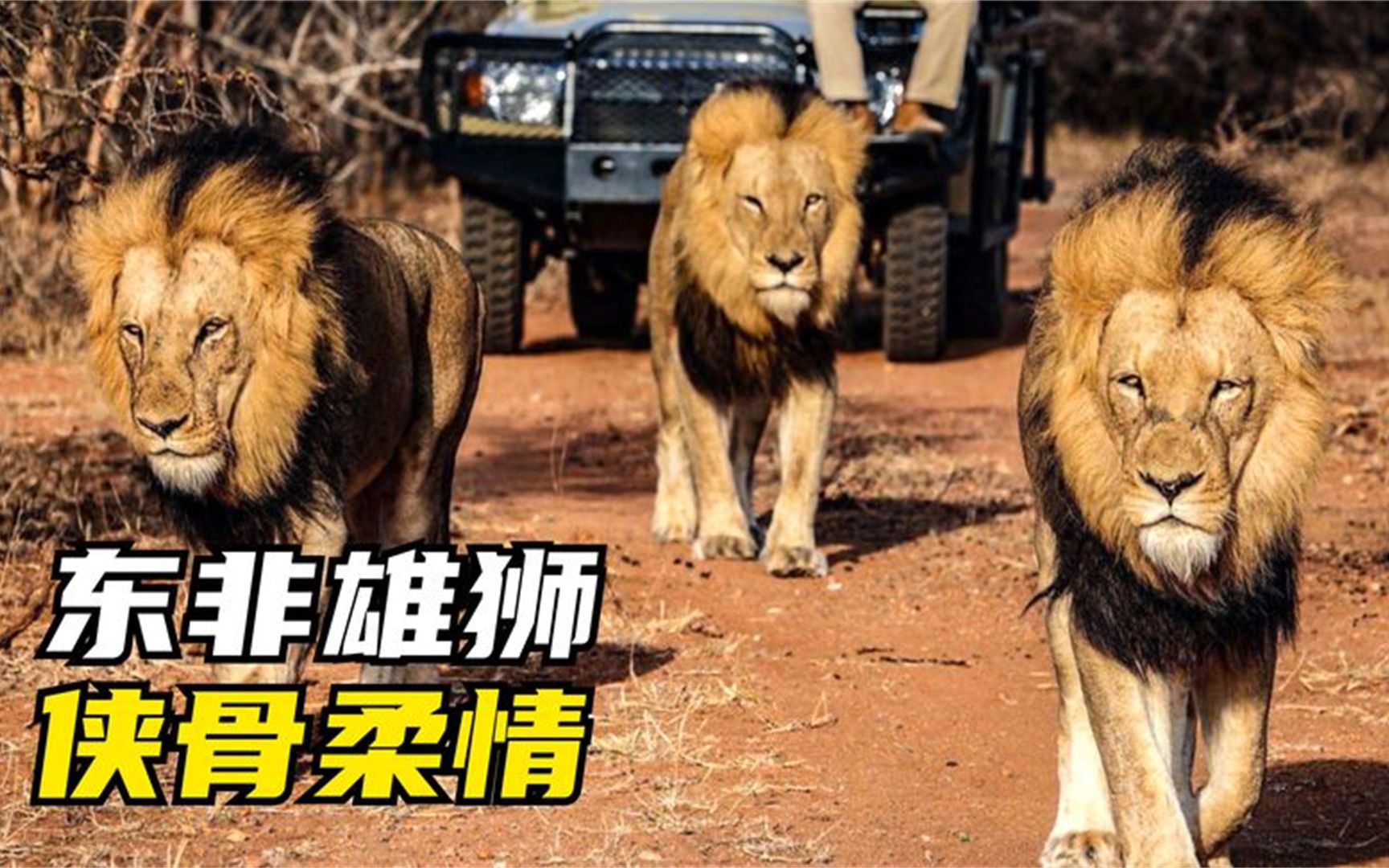 老狮王秒计退鬣狗,雄狮三兄弟兵不血刃夺狮群 狮子纪录片