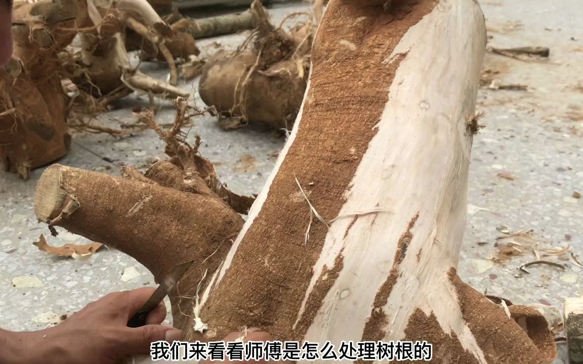 [图]看师傅如何处理沉香木的树根