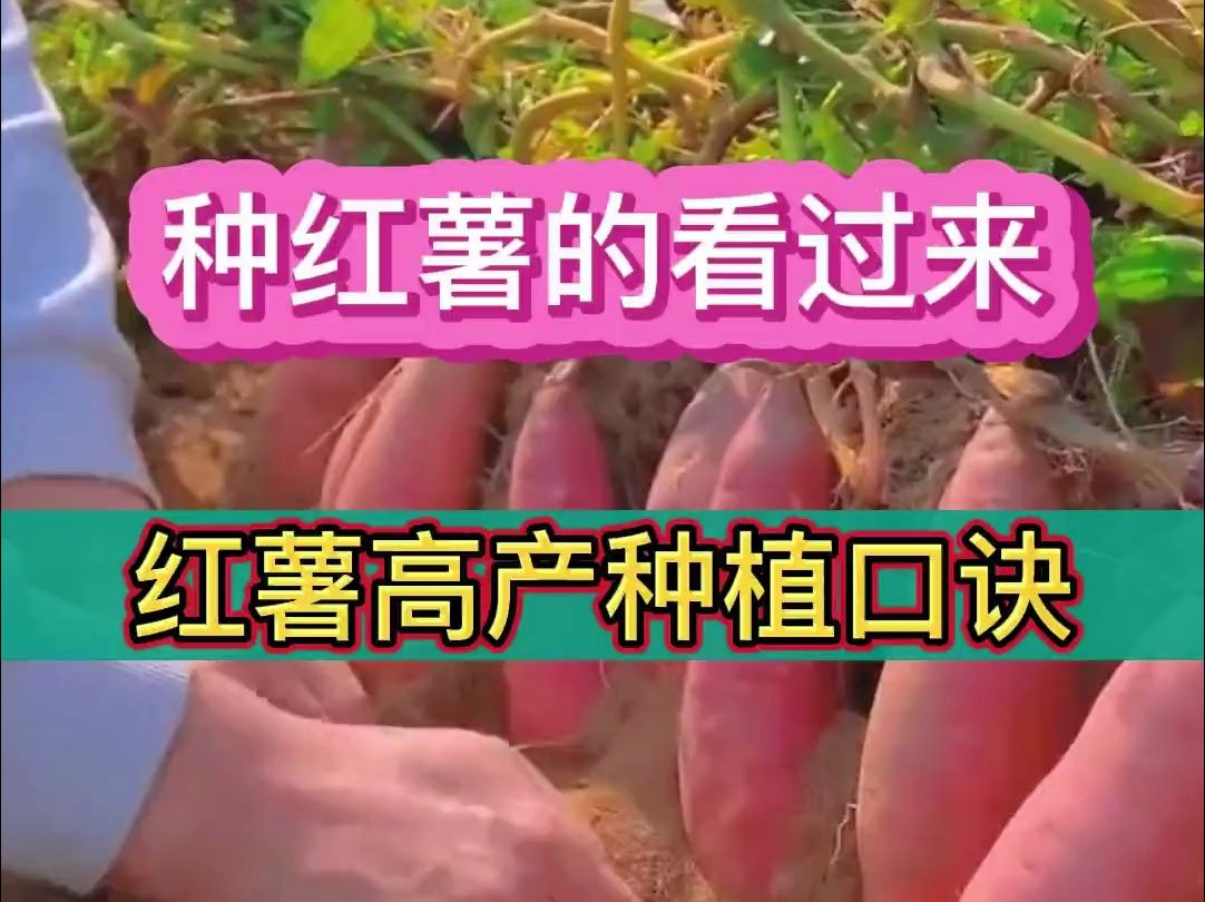 红薯高产种植口诀哔哩哔哩bilibili