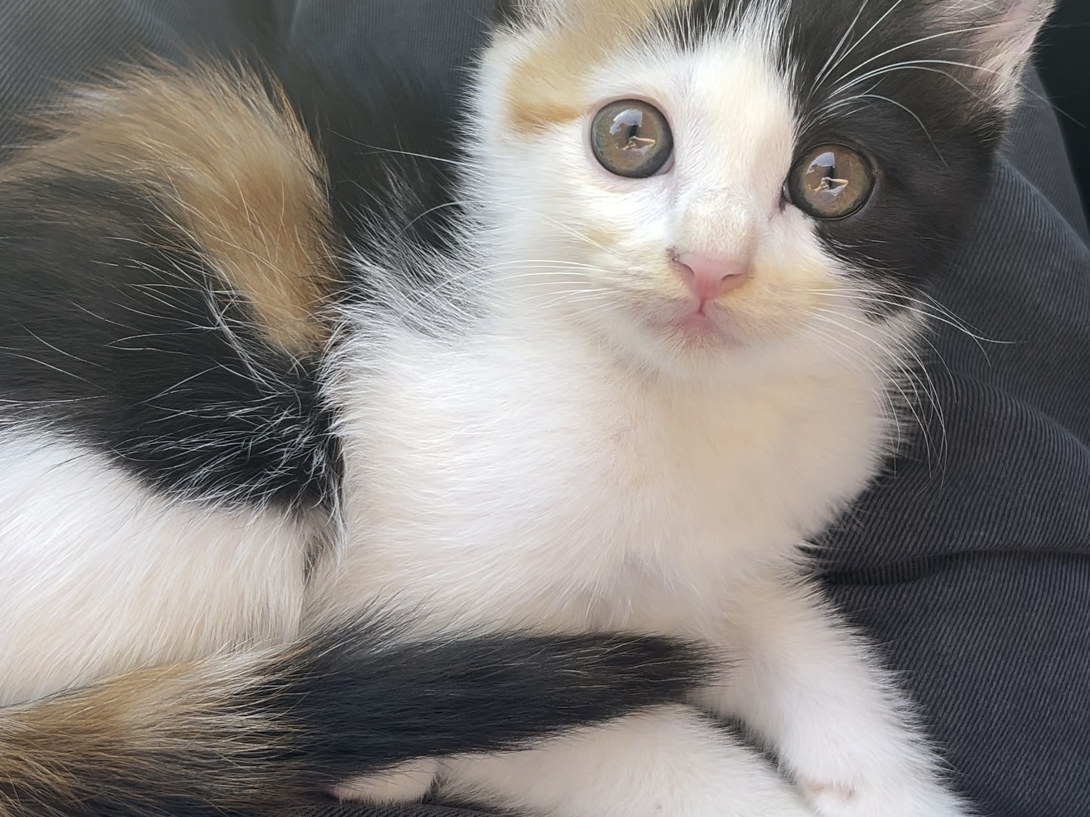 都说三花猫是大美女,这下信了吧?哦多kie