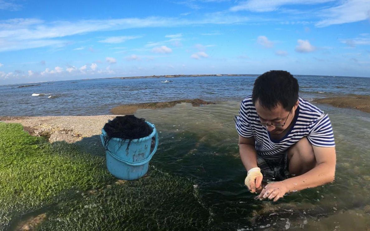 走跟二哥去摘龙须菜,都长在石头上跟头发一样,平时不多见的海菜哔哩哔哩bilibili