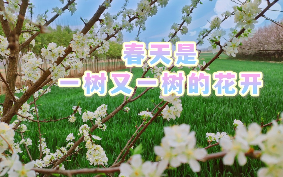 春天是一树又一树的花开带你去巡村吧看看认识几种花