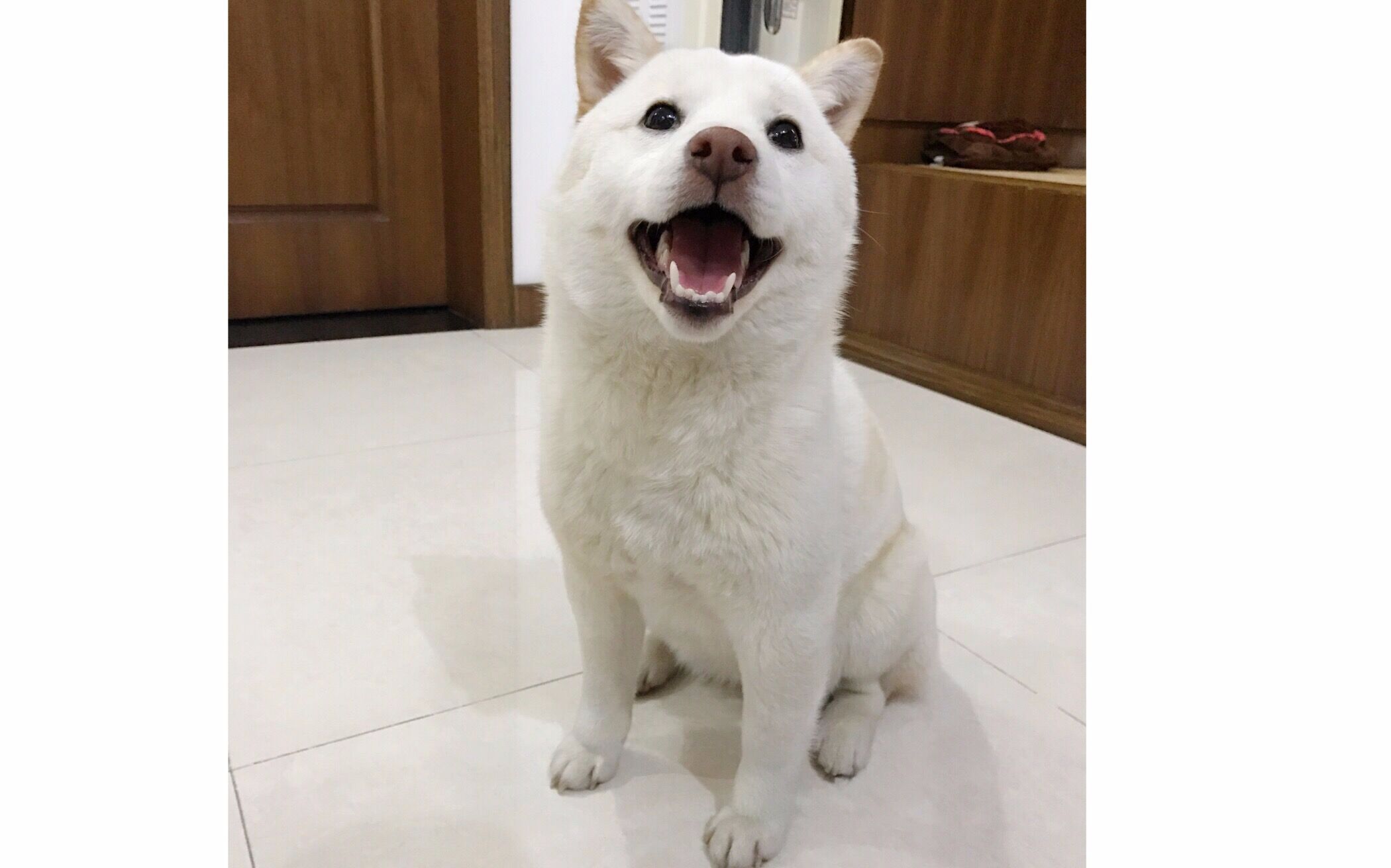 【萌宠】柴犬的治愈微笑从31秒开始