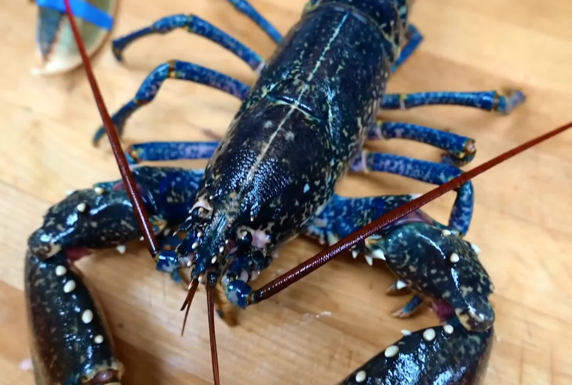 蓝色的龙虾刺身,吃不起吃不起