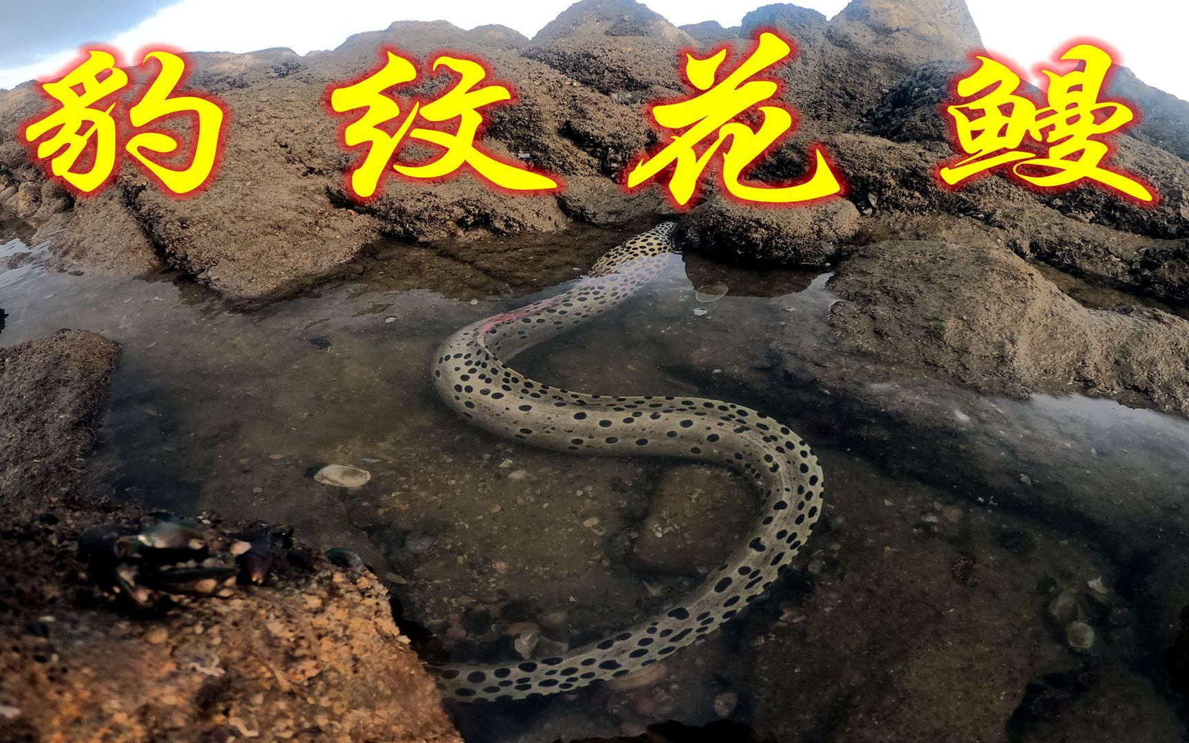 阿广到礁石区赶海,发现一条"豹纹花鳗",一路狂追太刺激了_哔哩哔哩