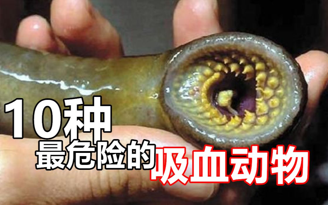 中国十大吸血动物图片