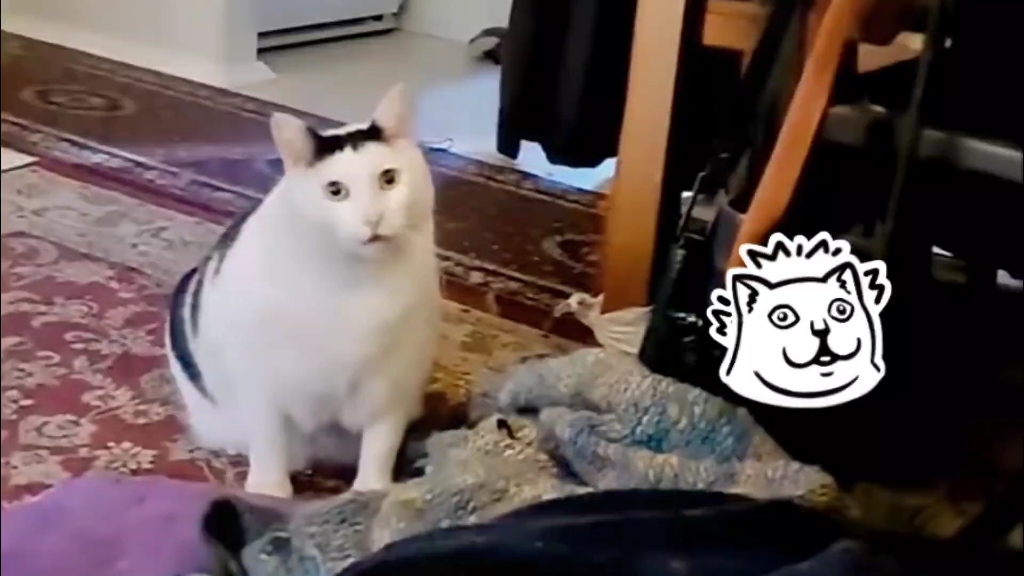 哪个才是bruh猫的真实叫声?#搞笑 #配音 #猫 #搞笑视频梅狸猫