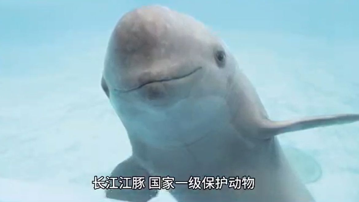 【作文素材5】江豚归来:长江"微笑"再现