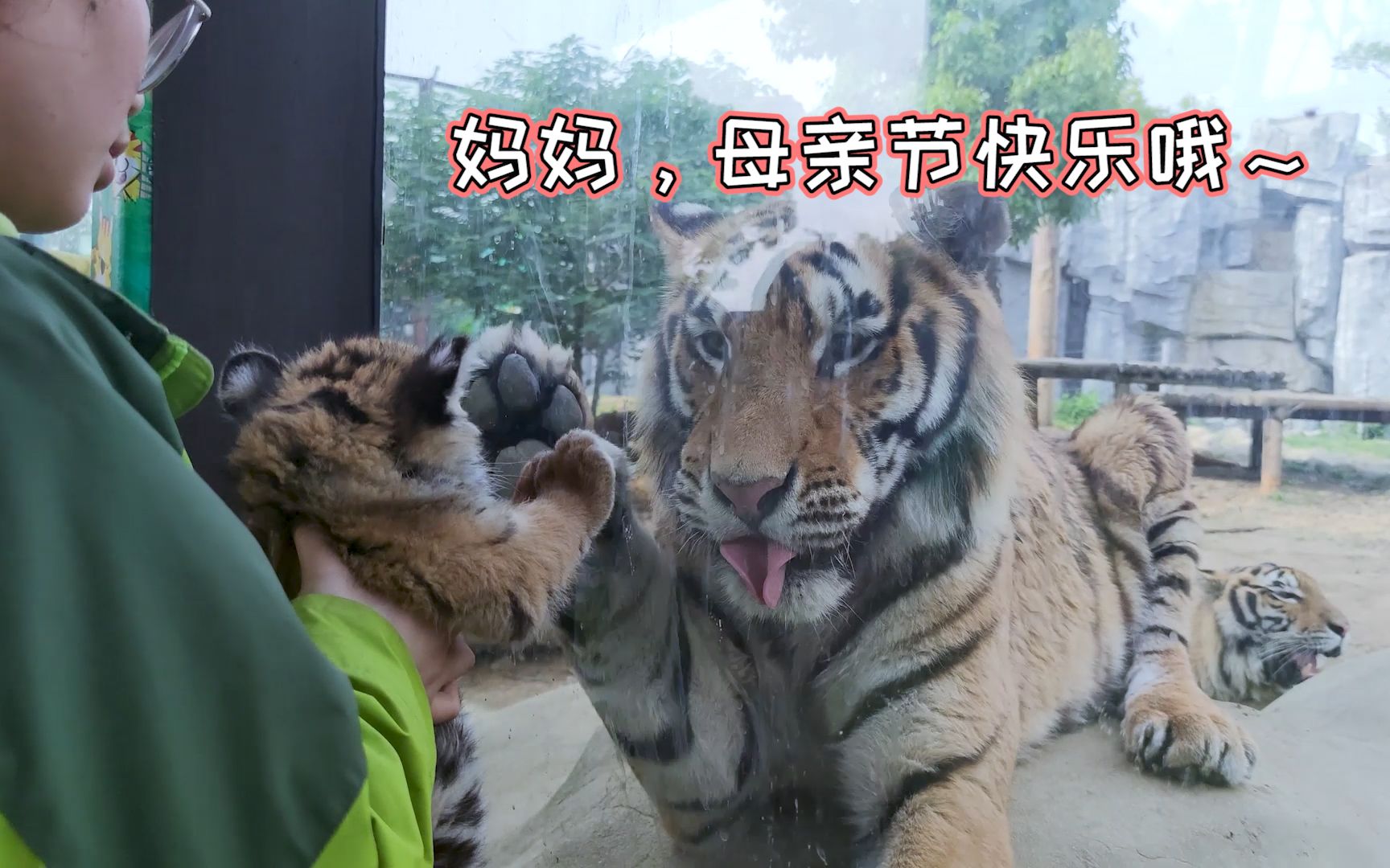 奶萌小老虎母亲节与妈妈亲密同框,"虎妈"不断伸爪抚摸场面有爱_哔哩