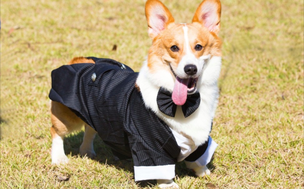 狗狗慢动作合集