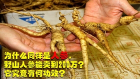 探秘全国最大的野山参市场 遇到46年人参 太值钱了 哔哩哔哩 つロ干杯 Bilibili