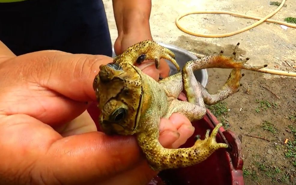 第一次看到这么丑陋田鸡,半夜抓得几个田鸡(青蛙)和螃蟹