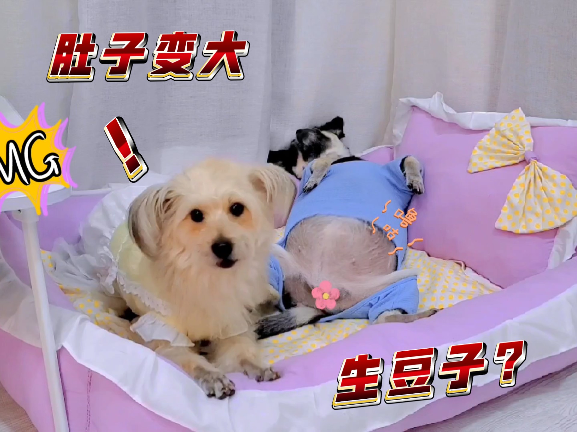 狗狗吃下一颗奇怪的豆子，竟长出一朵六色花