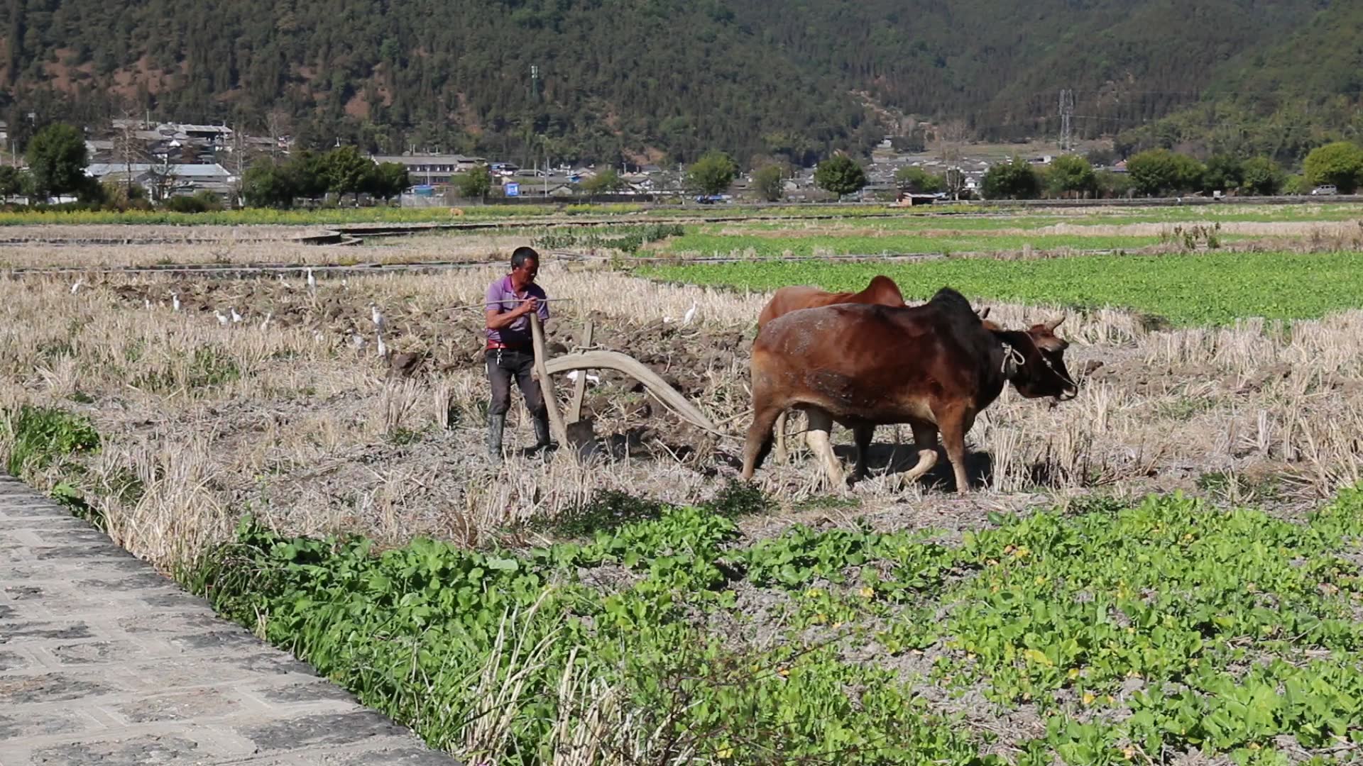 老牛耕地,白鹭为伴.人与自然,和谐共处. 和顺古镇.