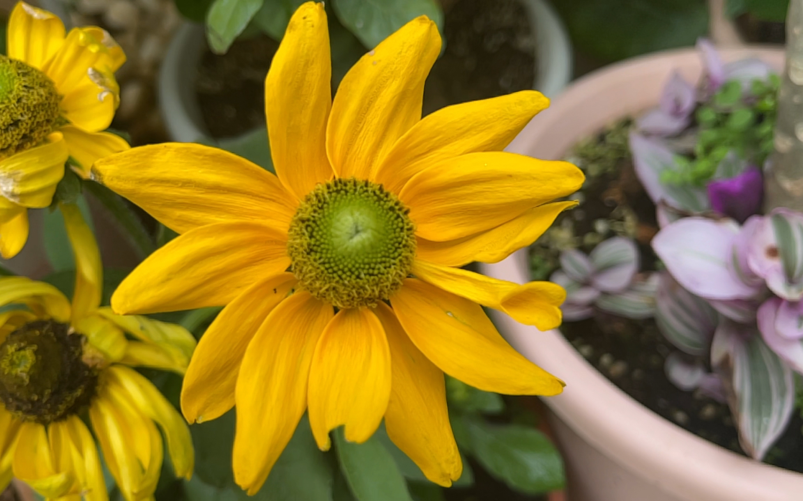 [图]秋天到了，盘点花园里那些夏天还开得热闹的花朵，色彩浓郁花型热烈！