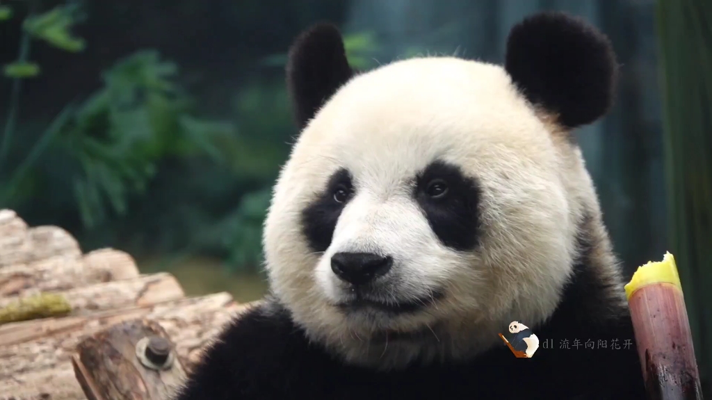 【大熊猫妙音】漂亮的小公主,禁二传二改