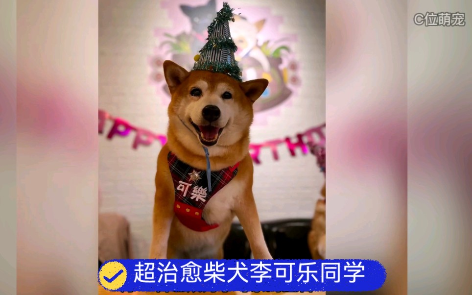 柴犬李可乐守护师生12年,治愈了很多师生,学校发讣告:该生表现良好,准予毕业哔哩哔哩bilibili