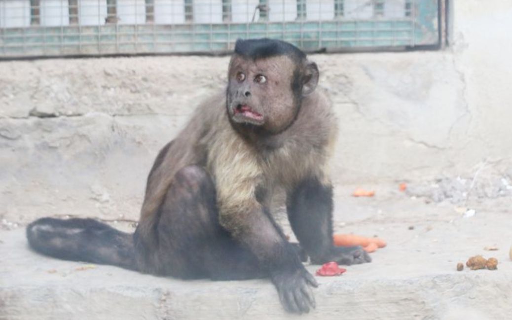实拍动物园人脸猴,一张方脸充满喜感:是谁在偷窥我?