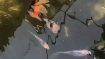 我家金鱼便秘了 哔哩哔哩 Bilibili