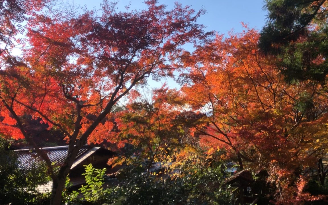 京都圆山公园图片