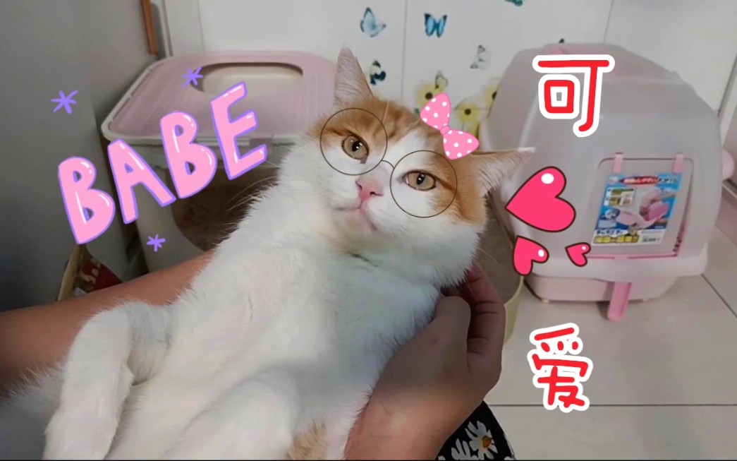 怀中美猫(9.9精选片段1)哔哩哔哩bilibili