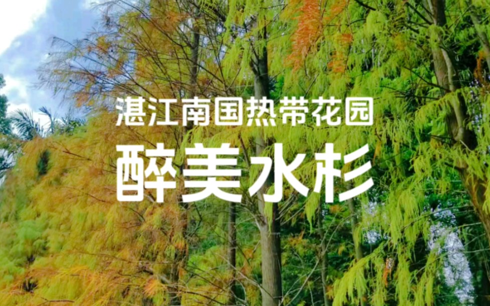 湛江南国热带花园:醉美水杉