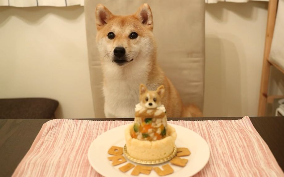 【柴犬daifuku过生日】美味的犬形蛋糕(『)