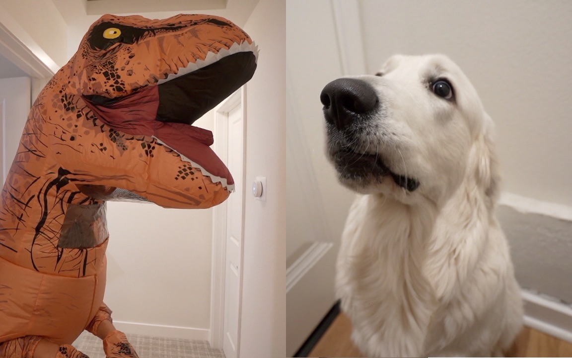 金毛兄弟 vs 恐龙!当时恐龙害怕极了!