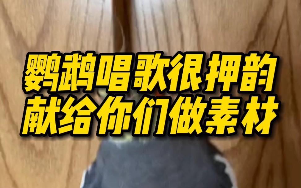 鹦鹉唱歌很押韵 献给你们做素材哔哩哔哩bilibili