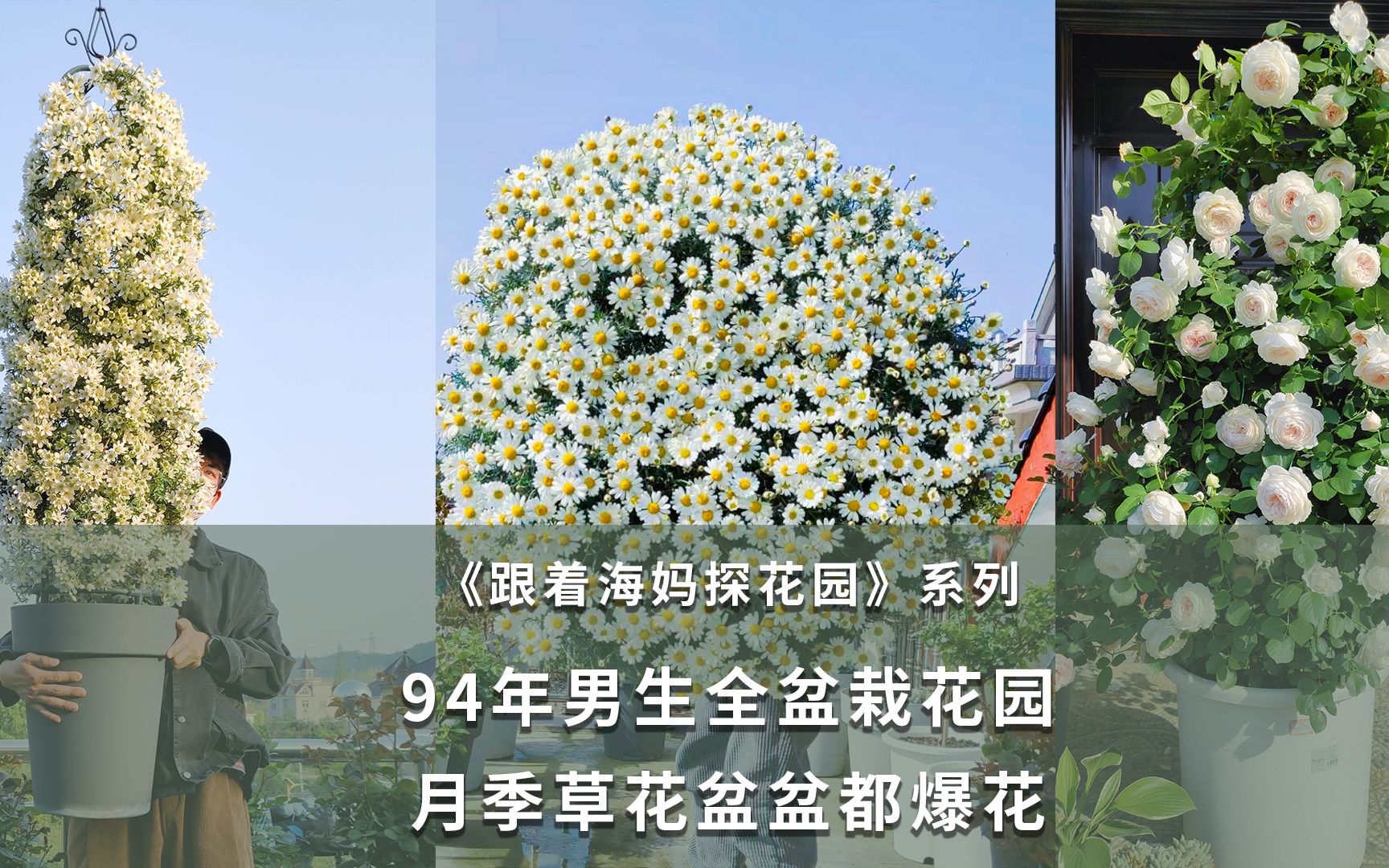 94年男生的全盆栽花园,月季草花盆盆都爆花哔哩哔哩bilibili