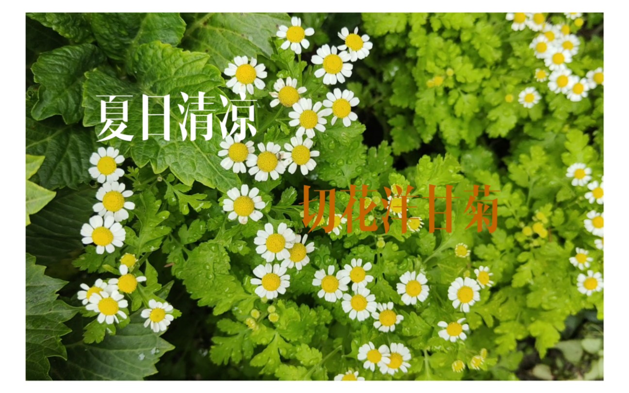 [图]夏日清凉 小清新 金叶短舌匹菊 切花洋甘菊