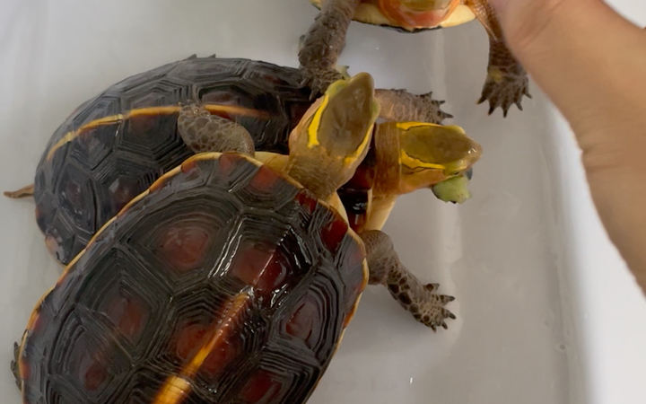 【冷风宇宙】小黄缘2.0来啦