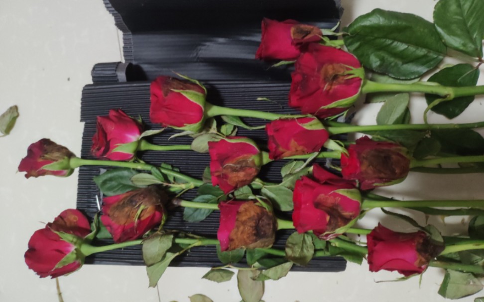 网购鲜花开箱|七夕红玫瑰-同样的开箱同样的翻车冤种