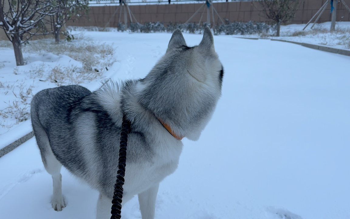 雪中奔跑的哈士奇