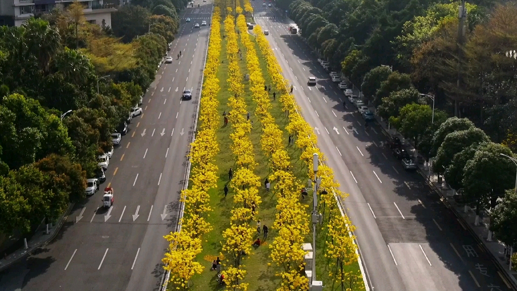 广州金穗路珠江公园门口的黄花风玲木花开正盛._哔哩哔哩_bilibili